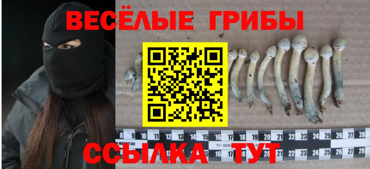 Галлюциногенные грибы Psilocybe Владикавказ